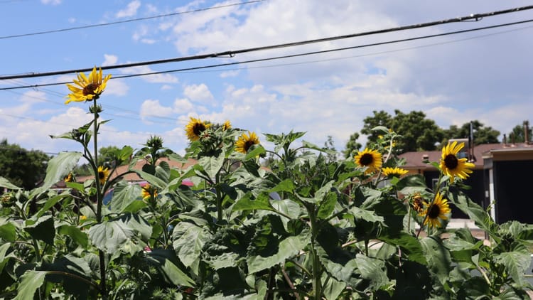 26 & Sunflowers