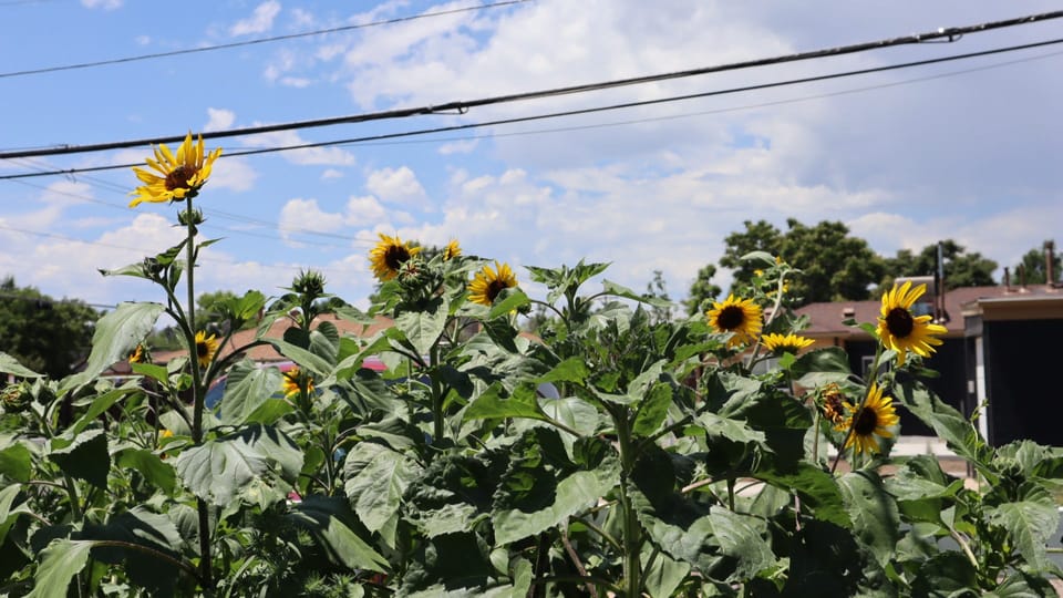 26 & Sunflowers
